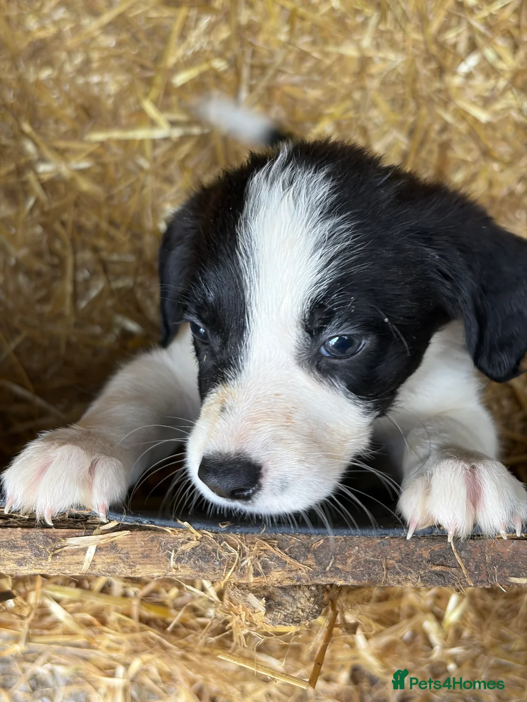 Border Collie dogs for sale: Border collie puppies  - Advert 2