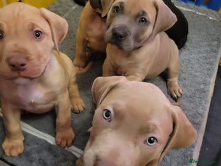 Presa Canario dogs Presa Canario Puppies – Ready to leave now - Advert 20