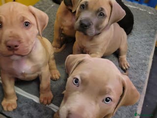 Presa Canario dogs Presa Canario Puppies – Ready to leave now - Advert 3