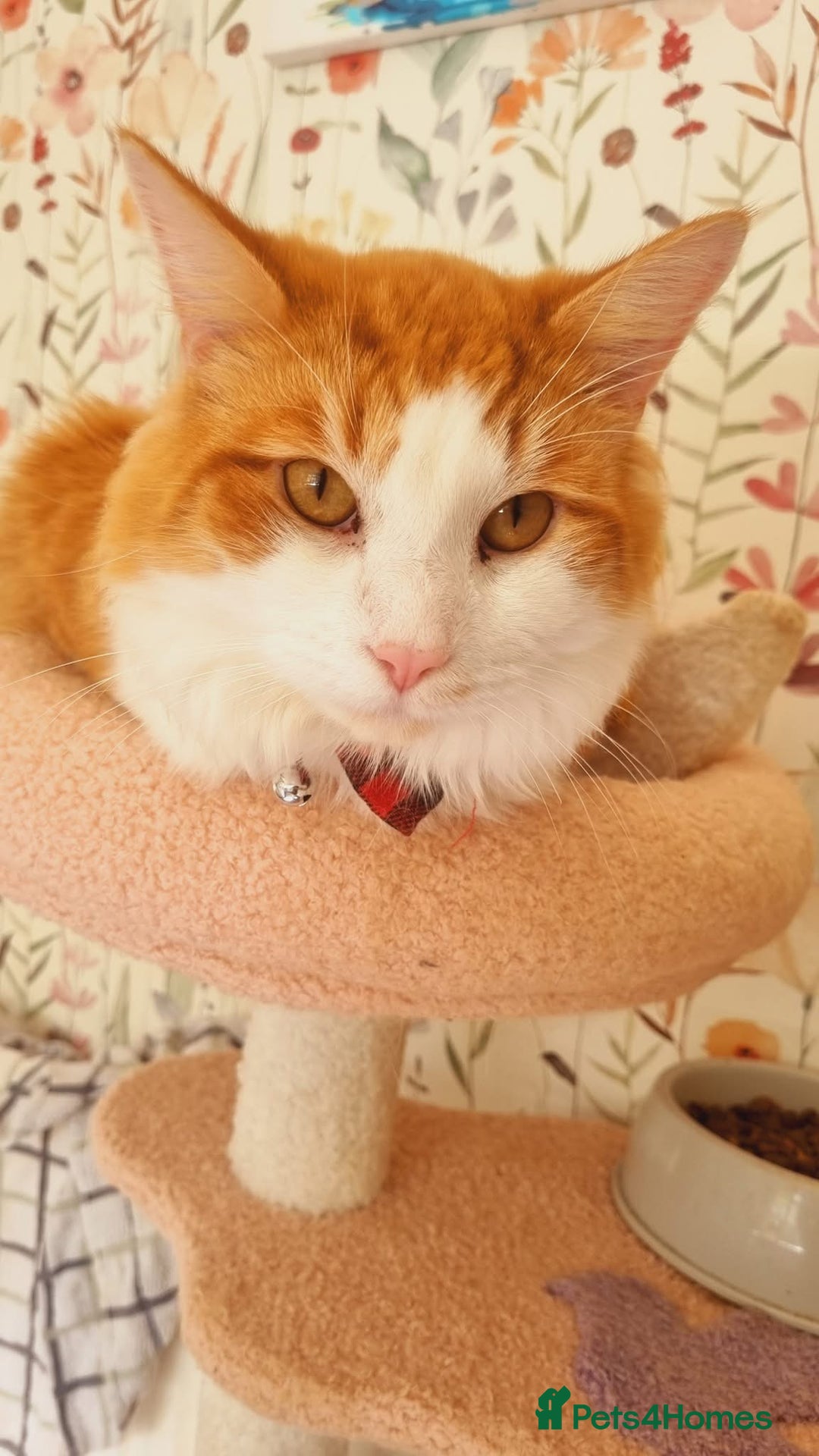 Mixed Breed cats for sale: Long hair ginger and white males  - Advert 11