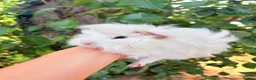Guinea Pig rodents for sale: LOTS !!! very Friendly baby boy guinea pigs 🩵 - Advert 6
