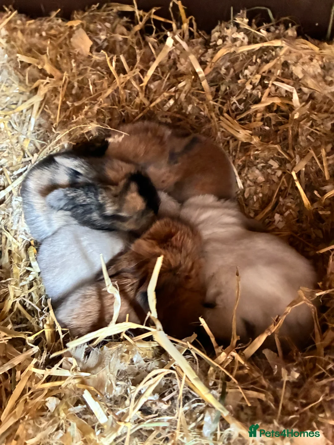 Mini Lop rabbits for sale:  Gorgeous pure mini lop babies for sale !💗💙 - Advert 8