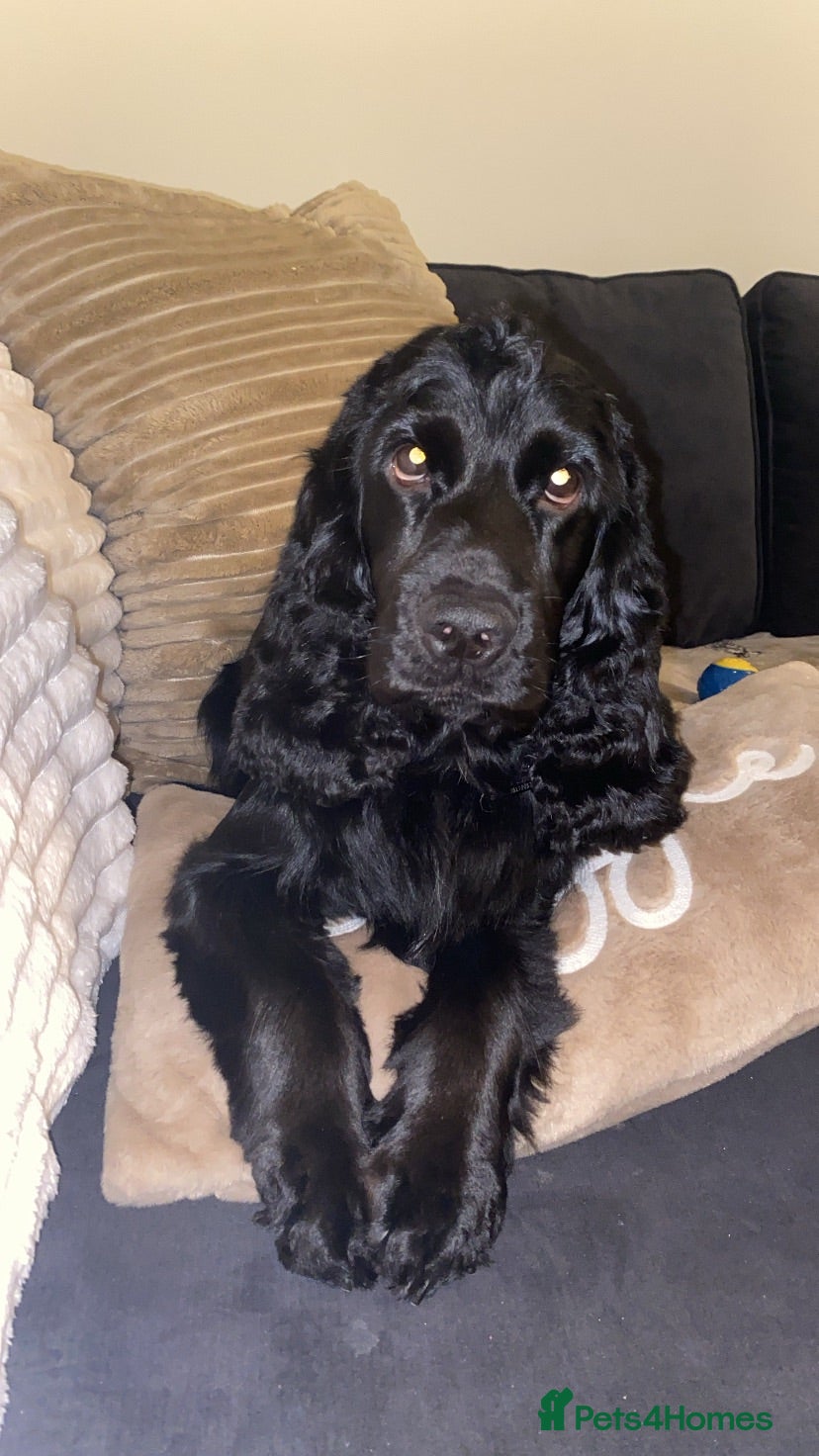 Cocker Spaniel dogs For Stud - Show Cocker Spaniel - Advert 4