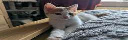 Domestic Shorthair cats for sale: 5 Ginger Kittens - Advert 30
