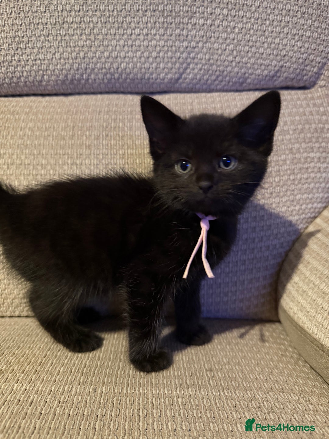 Mixed Breed cats for sale: Beautiful Kittens - Image 8