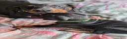 Dobermann dogs for sale: KC registered litter of 5 Dobermann puppies - Advert 20