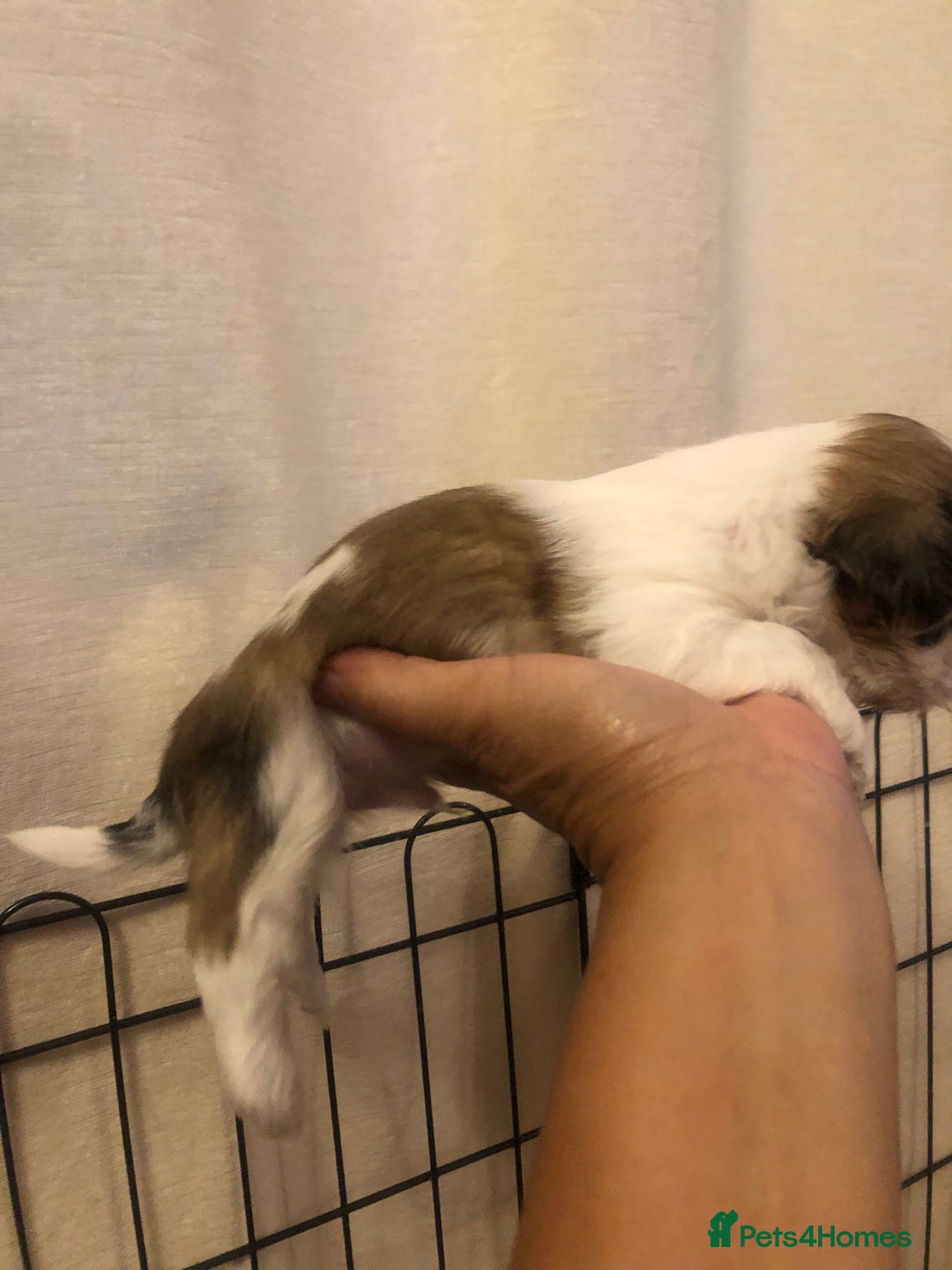 Shih Tzu dogs for sale: Angel’s Shih zhus  - Image 7