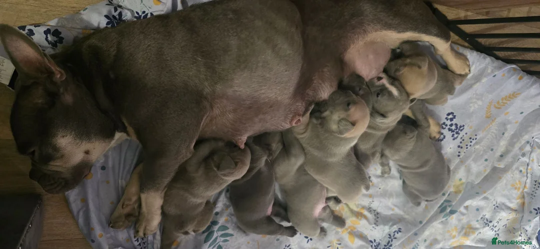 French Bulldog dogs for sale: 💙🐶French Bulldog Puppies💙🐶 - Advert 36