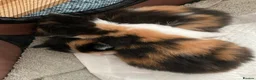 Mixed Breed cats for sale: Litter of 4 beautiful kittens  - Advert 22