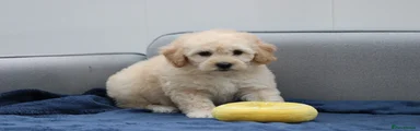 Cavapoochon Puppy 2