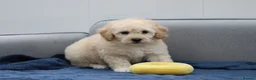 Cavapoochon dogs for sale: Cavapochon puppies for sale - Advert 7