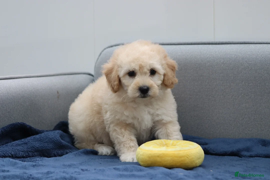 Cavapoochon dogs for sale: Cavapochon puppies for sale - Advert 7