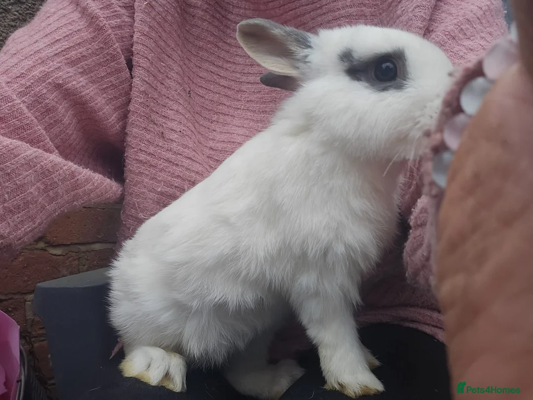 Mixed Breed rabbits for sale: English Spot Baby Bunnies  - Advert 4