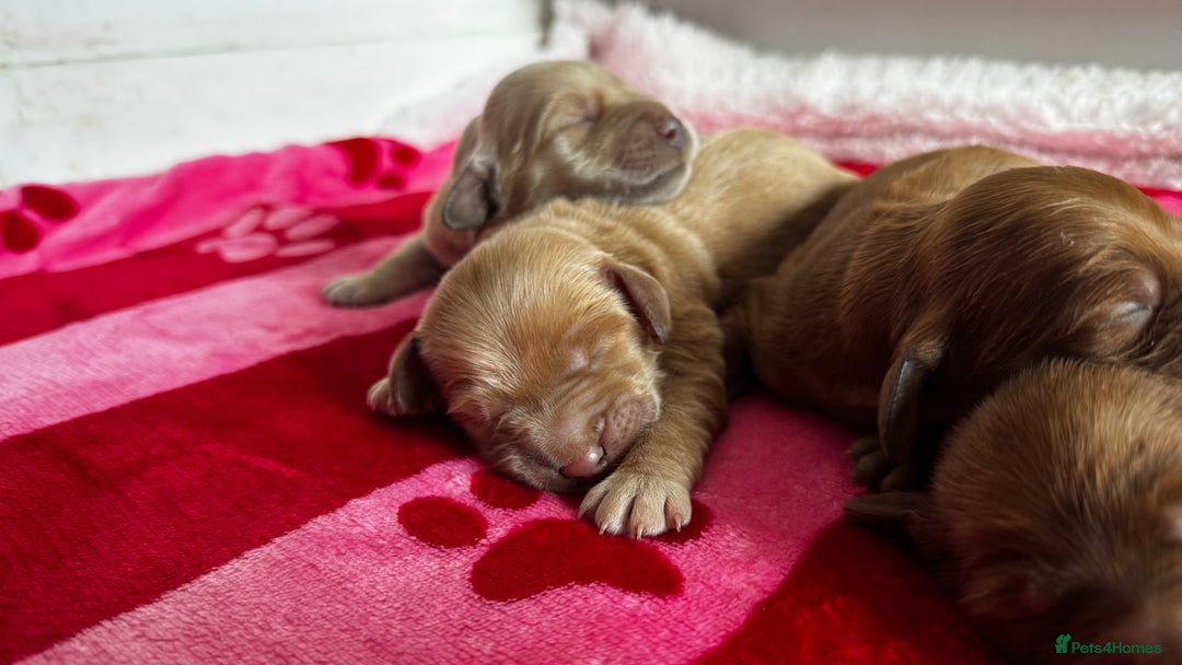 Goldendoodle dogs for sale: Golden doodle puppy’s for sale  - Advert 10