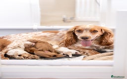 Cocker Spaniel dogs for sale: Stunning Cocker Spaniels - Image 10