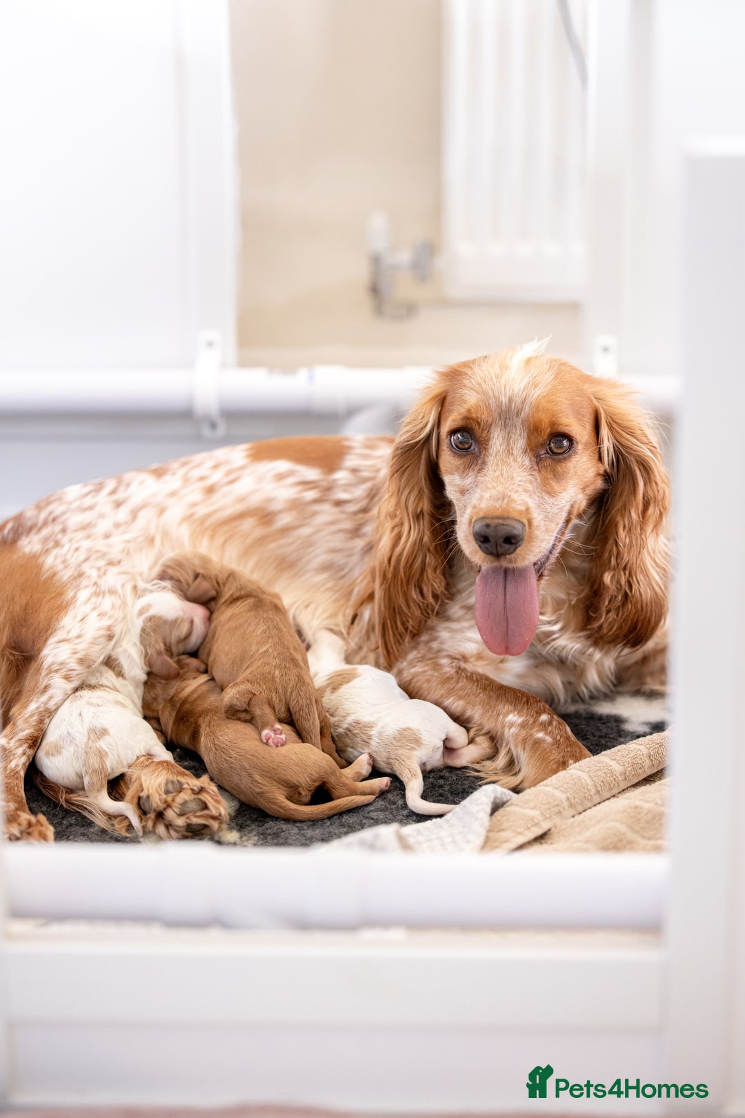 Cocker Spaniel dogs for sale: Stunning Cocker Spaniels - Image 10