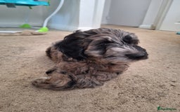 Sproodle dogs for sale: Sproodle Merle puppies  - Advert 26