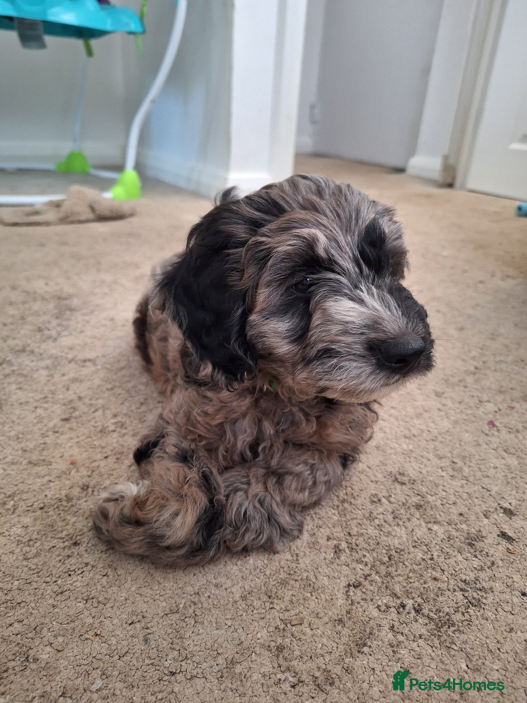 Sproodle dogs for sale: Sproodle Merle puppies  - Advert 26