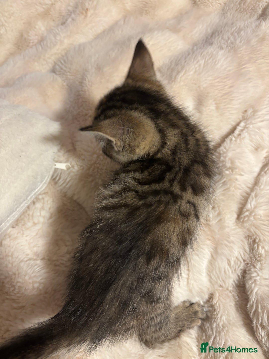 British Longhair cats for sale: 3 beautiful kittens left  - Advert 3