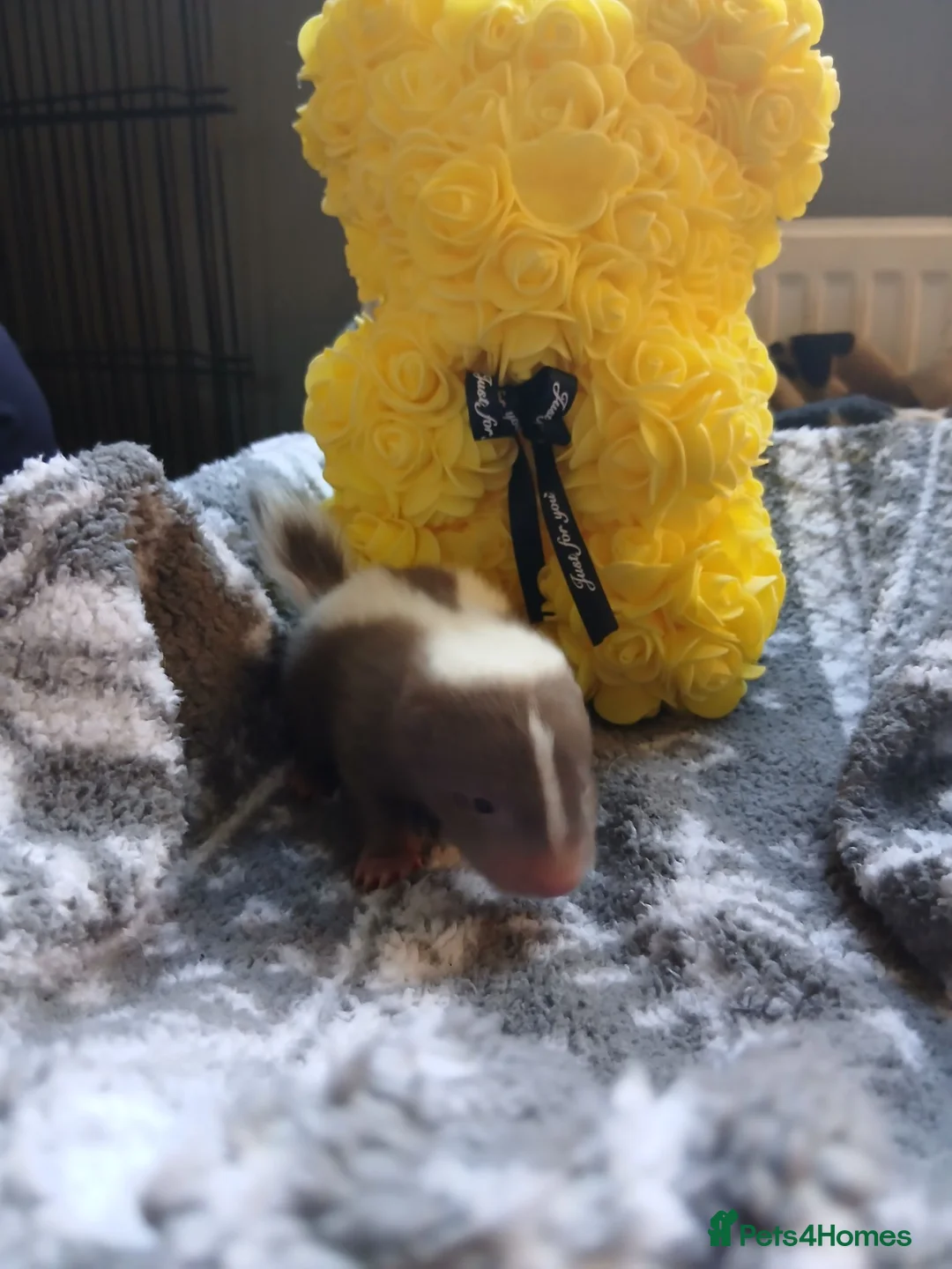 Ferret rodents for sale: Beautiful skunk kits  in Huddersfield - Advert 2