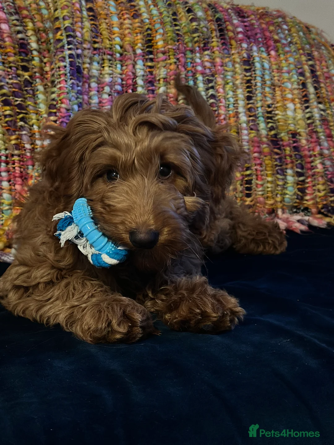 Cockapoo dogs for sale: Benji boy  ♥️ 18 week old male cockapoo - Advert 9