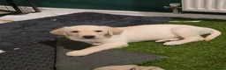 Labrador Retriever dogs for sale: Ready to leave labrador puppies 2girl 3male left  - Advert 15