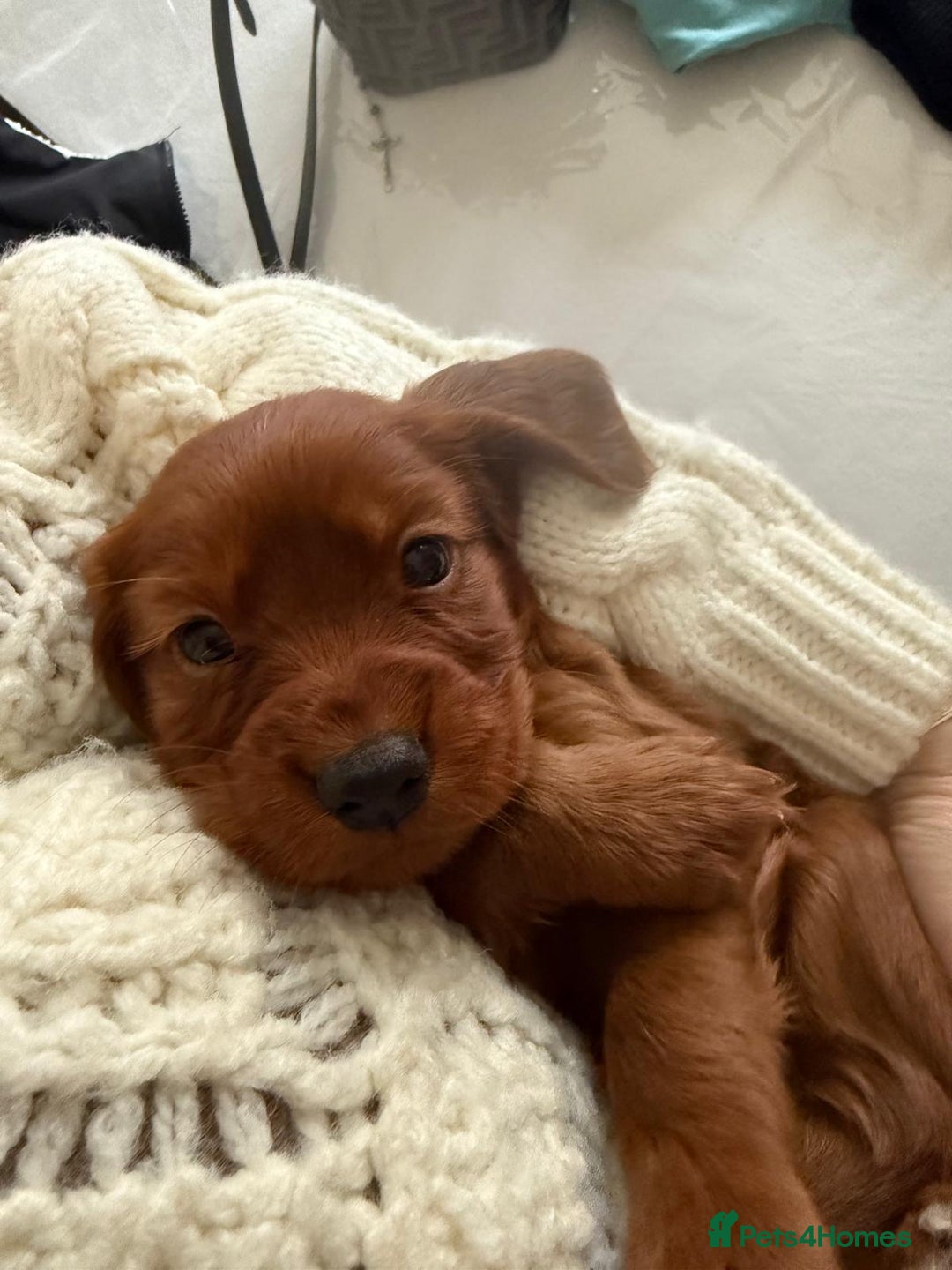 Cocker Spaniel dogs for sale: fox red cocker spaniels health tested  - Advert 2