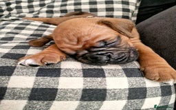 Boxer dogs for sale: Gorgeous Litter of 9 KC Registered Boxer Puppies - Image 3