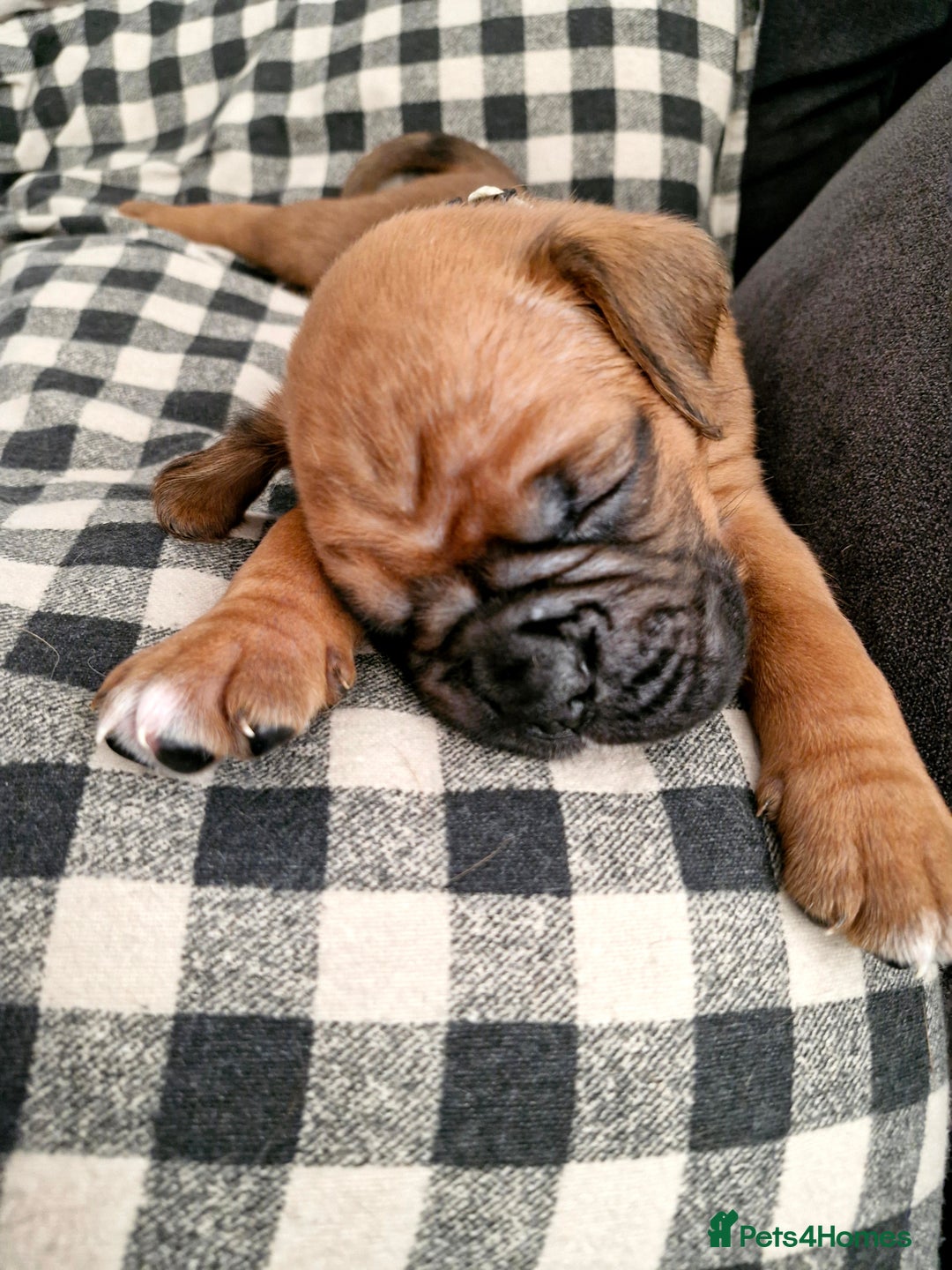Boxer dogs for sale: Gorgeous Litter of 9 KC Registered Boxer Puppies - Image 3