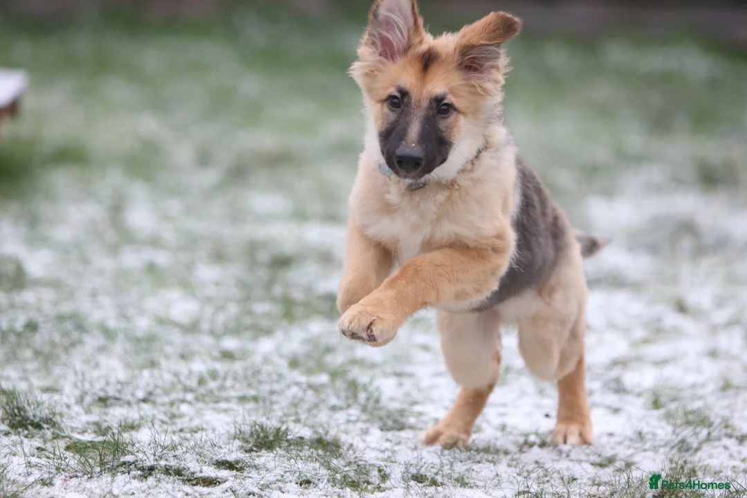 German Shepherd dogs for sale: Female GSD looking for forever home.  in Knebworth - Advert 1