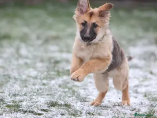 German Shepherd dogs Female GSD looking for forever home. in Knebworth - Advert 12