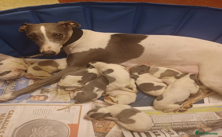 Whippet dogs - Advert 1