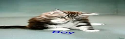 Maine Coon cats for sale: Maine coon kittens available  - Advert 7