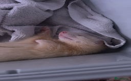 Ferret rodents for sale: 2 boy ferrets  - Image 1