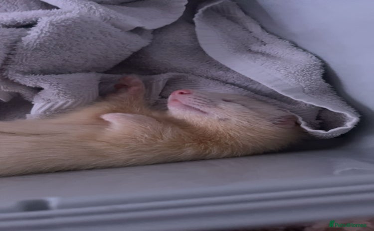 Ferret rodents - Advert 3