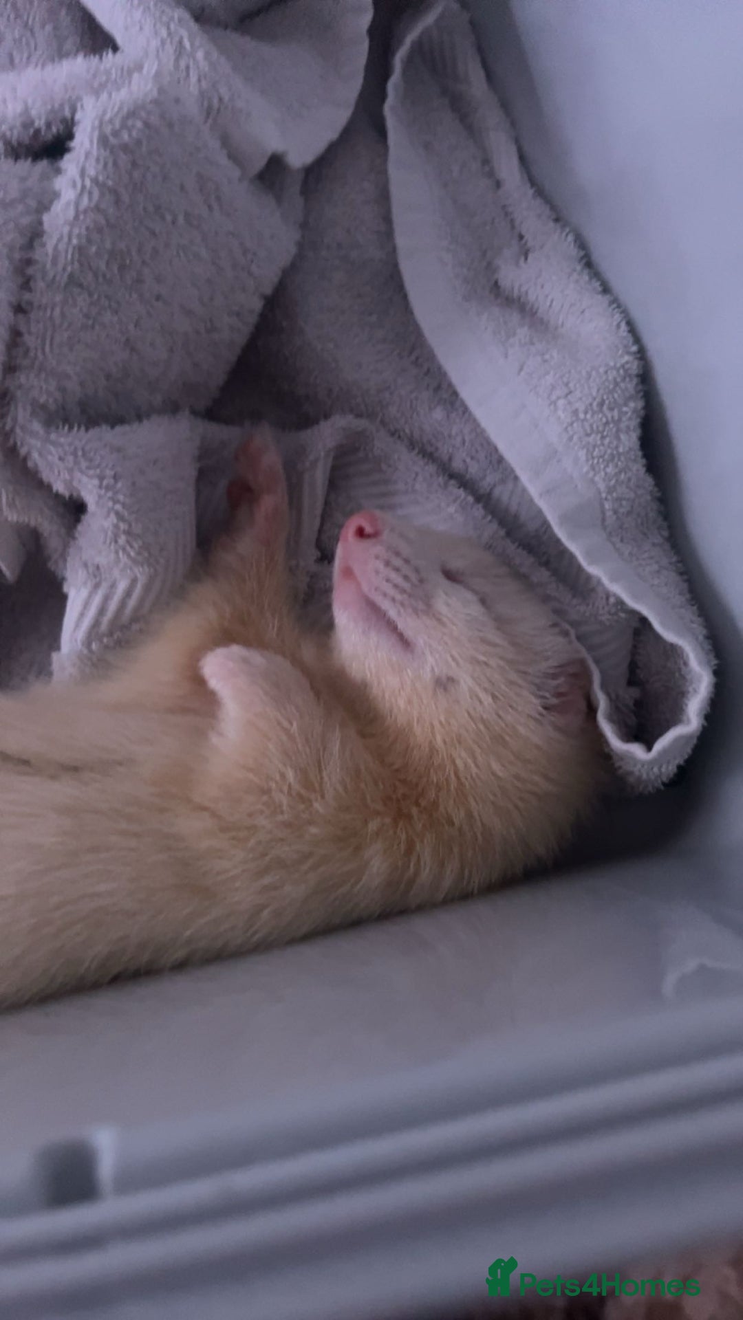 Ferret rodents for sale: 2 boy ferrets  - Image 1