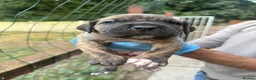 Presa Canario dogs for sale: World class presa canarios  - Advert 15