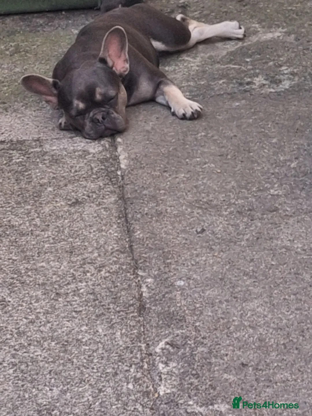 French Bulldog dogs for sale: French Bulldog 6 months old  in Plymouth - Advert 3