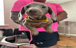 Miniature Dachshund dogs for sale: Miniature Dachshund Puppies  in Newcastle upon Tyne - Image 20