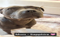 Staffordshire Bull Terrier dogs for sale: Gorgeous Chunky KC Blue Staffy Puppies - Image 23