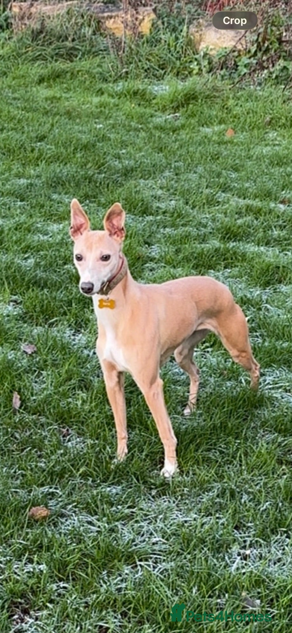 Whippet dogs Whippet puppies  - Advert 3