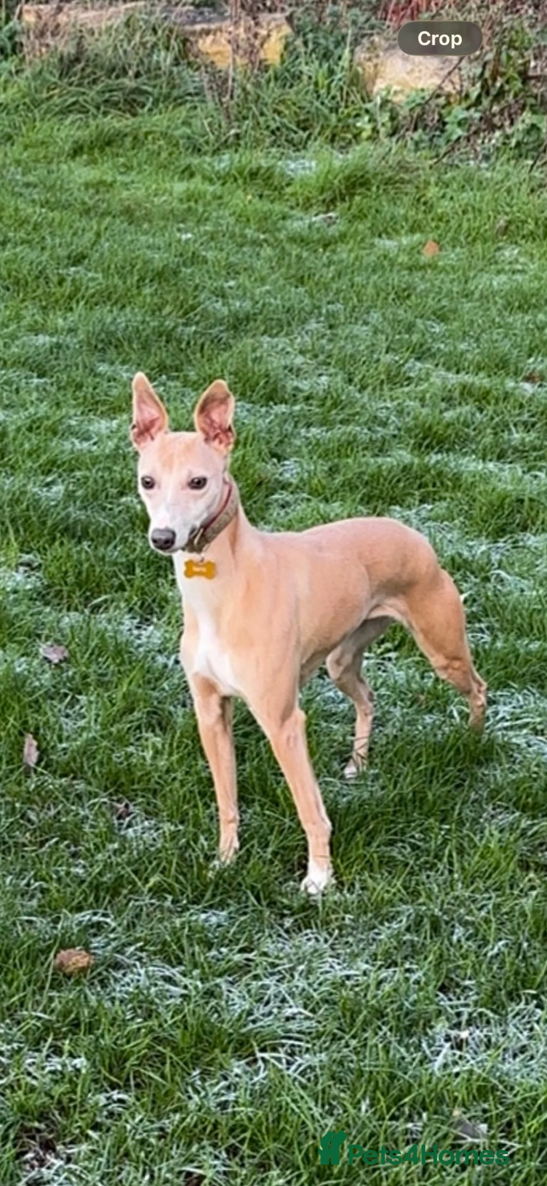 Whippet dogs for sale: Whippet puppies  - Advert 1