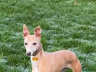 Whippet dogs Whippet puppies - Advert 2