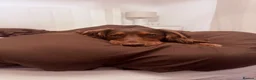 Cocker Spaniel dogs for stud: Gorgeous cocker spaniel stud  in Northampton - Advert 4