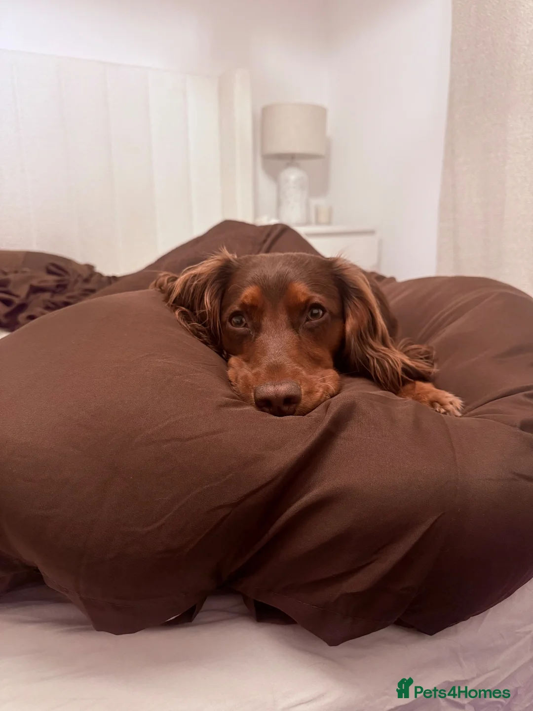 Cocker Spaniel dogs for stud: Gorgeous cocker spaniel stud  in Northampton - Advert 4