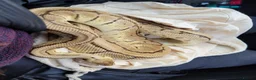 Python Snake reptiles for sale: Male Royal Python  in Wigan - Advert 2