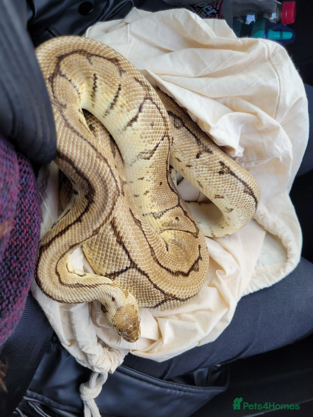 Python Snake reptiles for sale: Male Royal Python  in Wigan - Advert 2