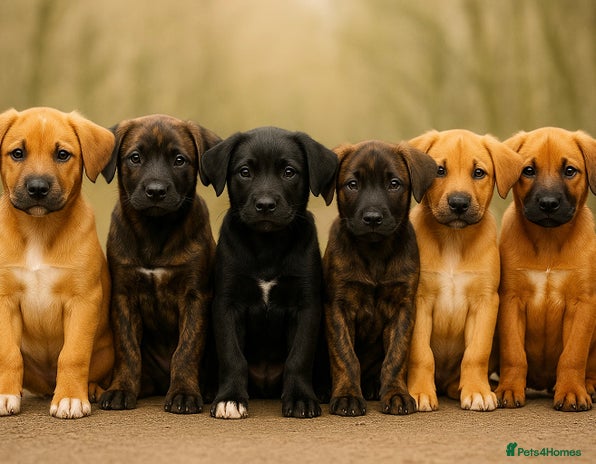 Mixed Breed dogs - Advert 4