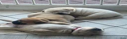 Mixed Breed dogs for sale: FRENCHIE chows  - Advert 5