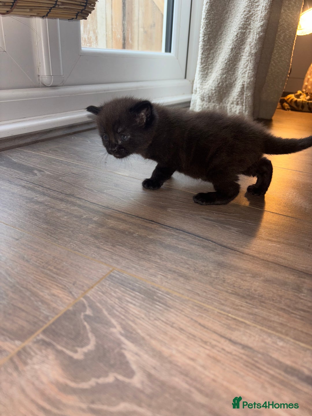 Siamese cats for sale: Our lovely pet cat had 2 beautiful babies  - Advert 2